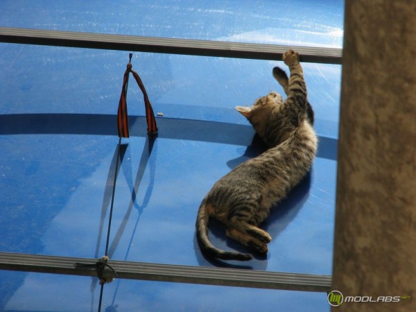 кошка