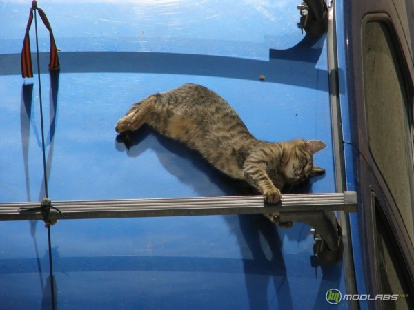 кошка