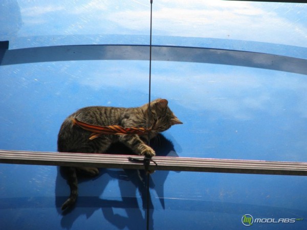 кошка