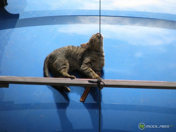 кошка