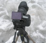 shoot