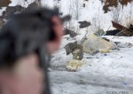 shoot